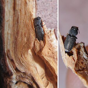 Notographus uniformis, PL5563M, female, non-emerged adult, in Acacia notabilis dead stem, EP, photo by A.M.P. Stolarski